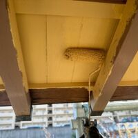 画像1459：【安城市】外壁塗装